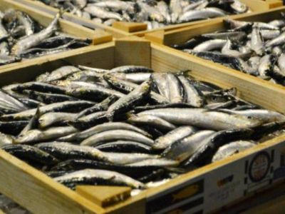 étal de sardines poissons marché de vendée