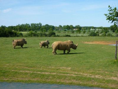 Les Rhinos de la vaste plaine Zoo la Boissière du Doré vendée