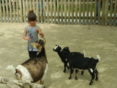 chèvres biquettes Zoo la Boissière du Doré vendée